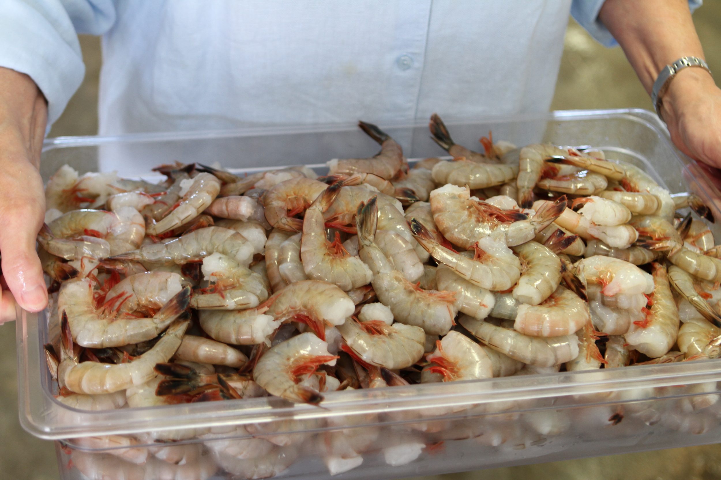 A tray of North Carolina shrimp. Photo: Sam Bland