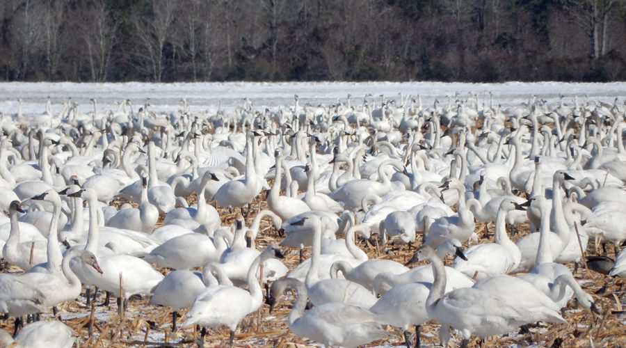 Tundra swans flock to Pocosin Lakes National Wildlife Refuge in January 2018. Photo: NC Wetlands