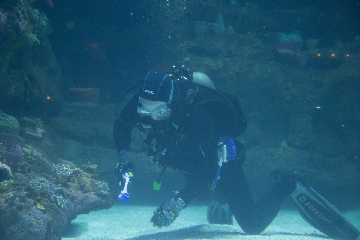 A diver tackles a cleaning project in the "Cape Fear Shoals Habitat" at North Carolina Aquarium at Fort Fisher. Photo: N.C. Aquariums